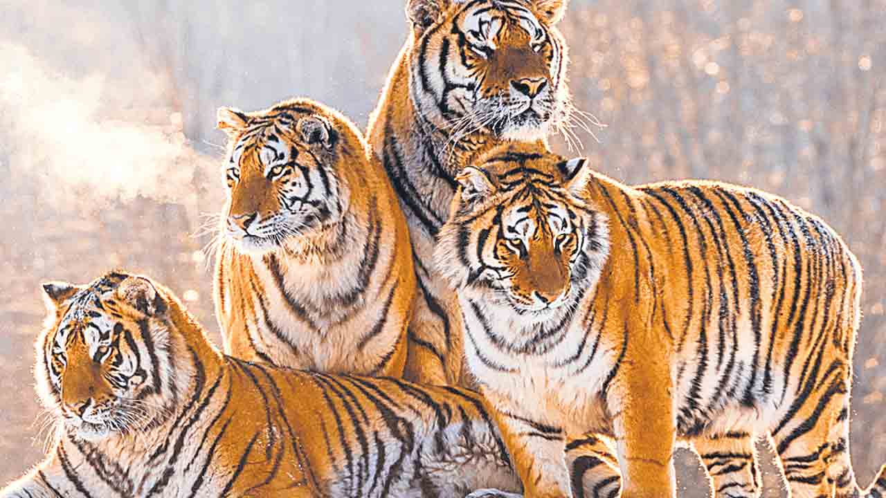 గణనీయంగా పెరిగిన పులుల సంఖ్య