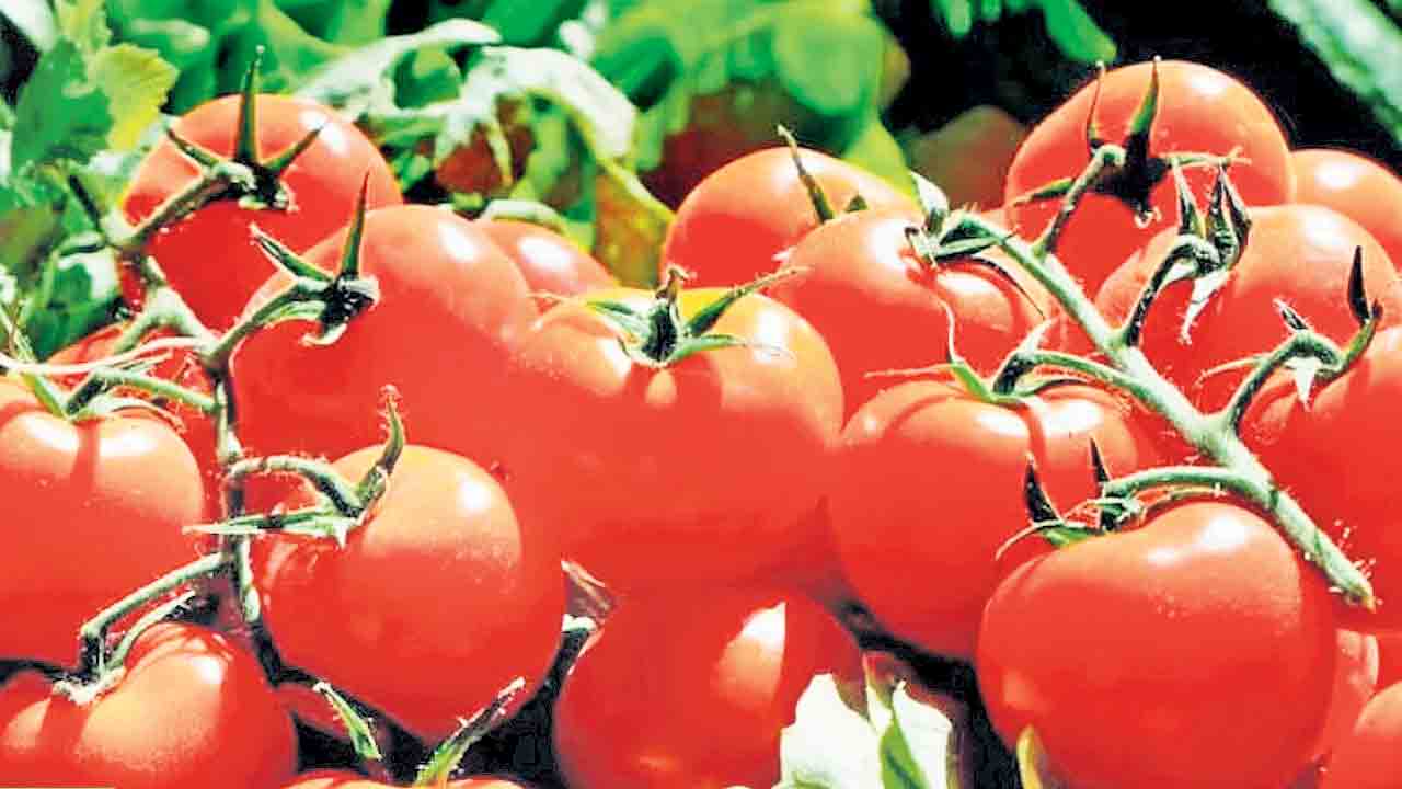Tomato | టమాటాలు తినడం మానేయండి.. రేట్లు తగ్గుతాయి.. యూపీ మంత్రి ఉచిత సలహా