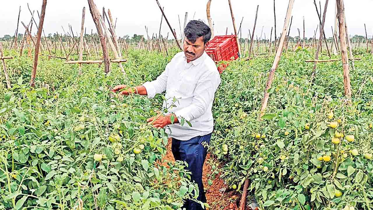 Tomato | మెదక్‌ జిల్లా రైతుకు కోట్లు కురిపిస్తున్న టమాట.. 3 కోట్ల దాకా ఆదాయం!