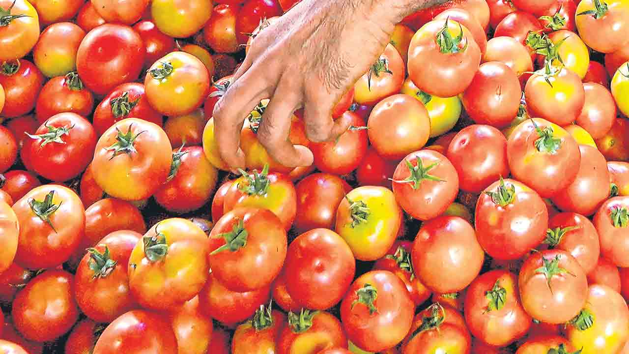 Tomato | నిరుడు నష్టాలు.. నేడు 4 కోట్ల లాభం.. ఏపీ రైతు దశ మార్చిన టమాట పంట
