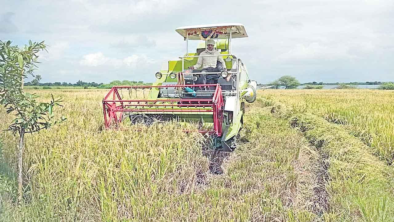 సాగులో కొత్తదనం