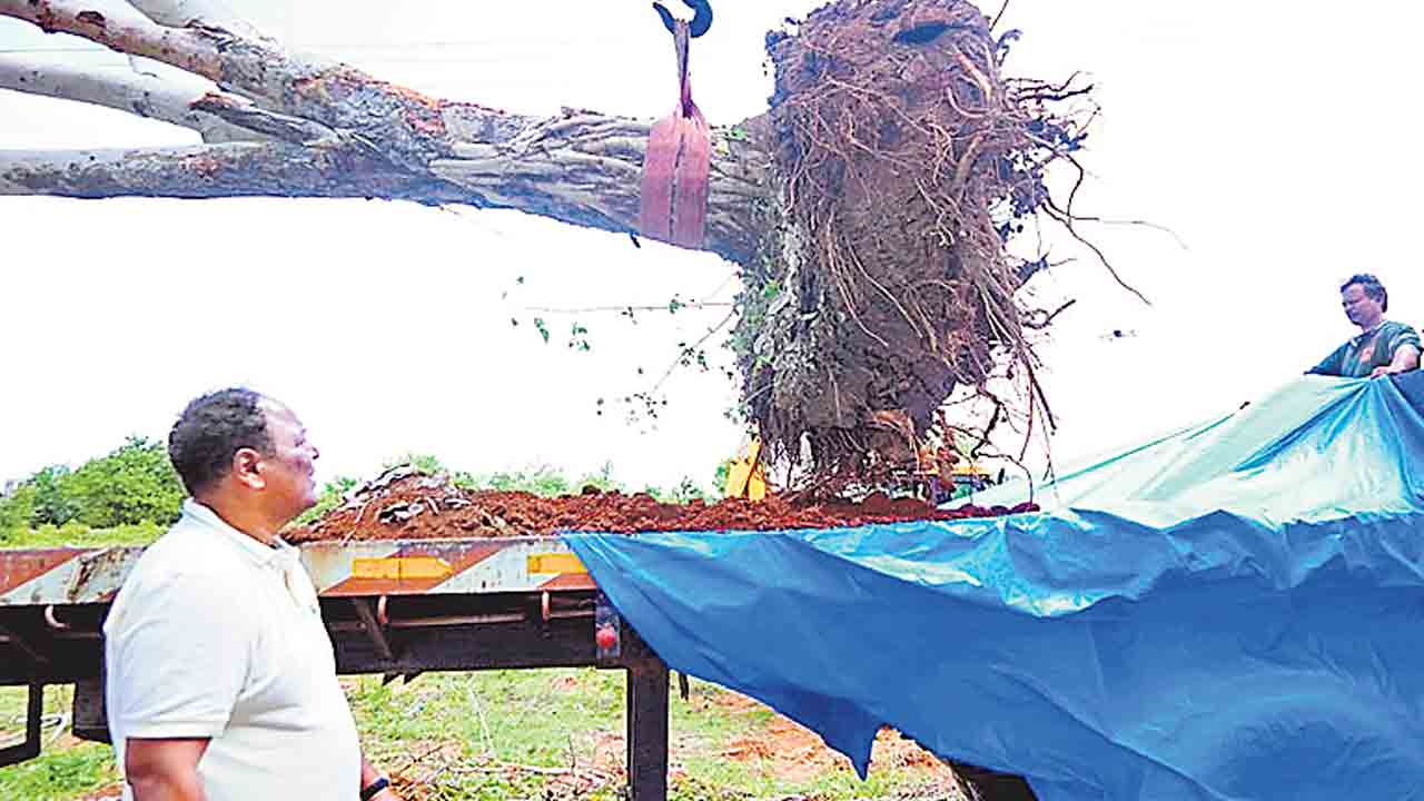 వృక్షాల రీ-లొకేట్‌తో కాలుష్యానికి చెక్‌