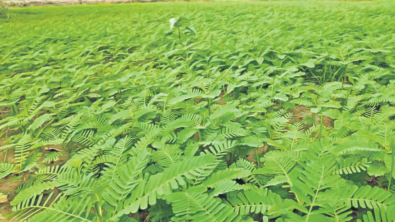 పచ్చిరొట్టతో ప్రయోజనాలెన్నో..