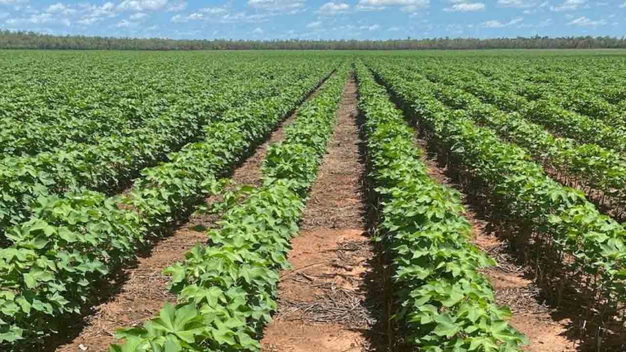 యాజమాన్య పద్ధతులతోనే.. పంటలకు రక్ష