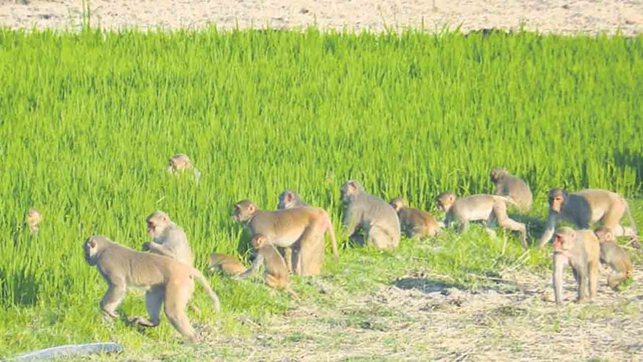 కోతుల నుంచి పంటల రక్షణకు చర్యలు తీసుకోండి