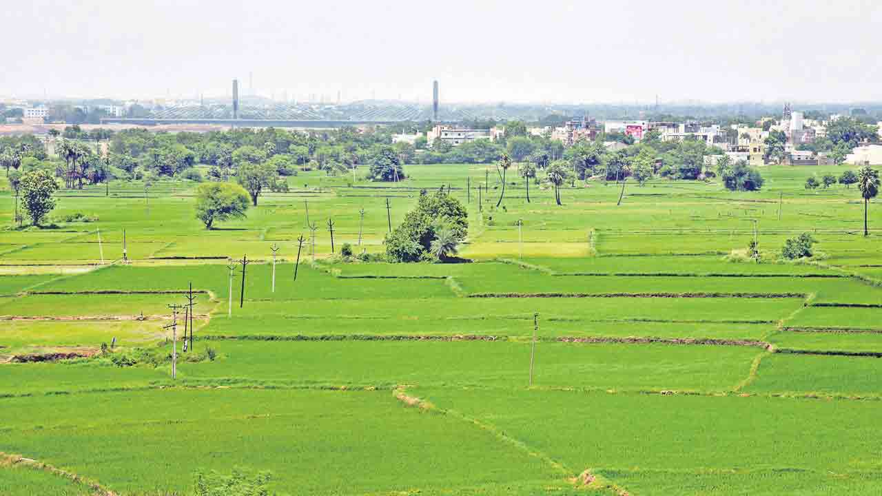 నేలంతా పచ్చదనం