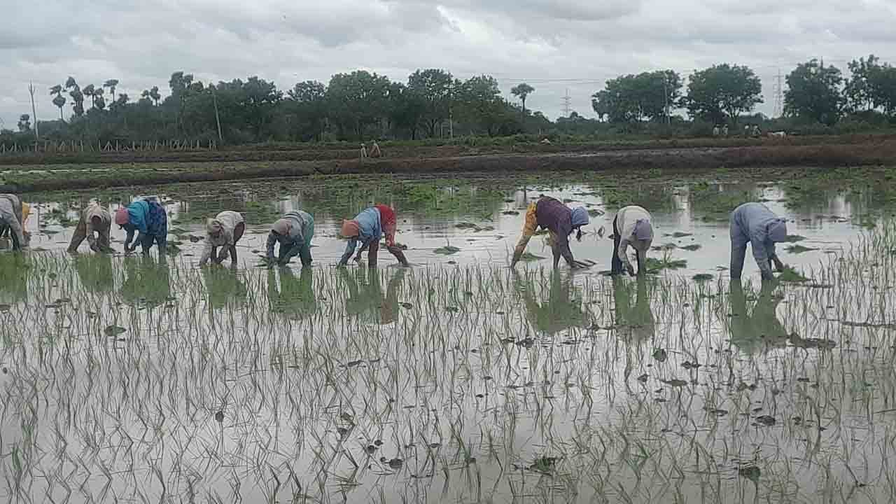 జోరుగా వరి సాగు