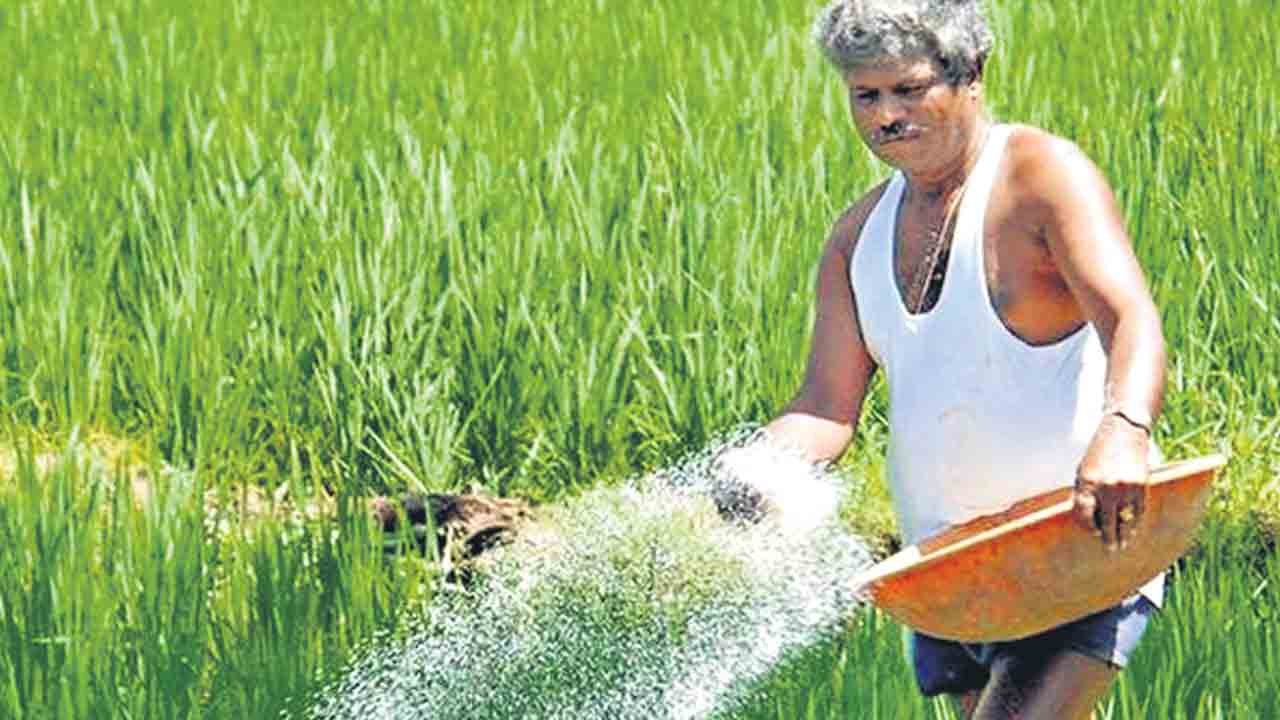 జాగ్రత్తలతోనే.. అధిక దిగుబడి…