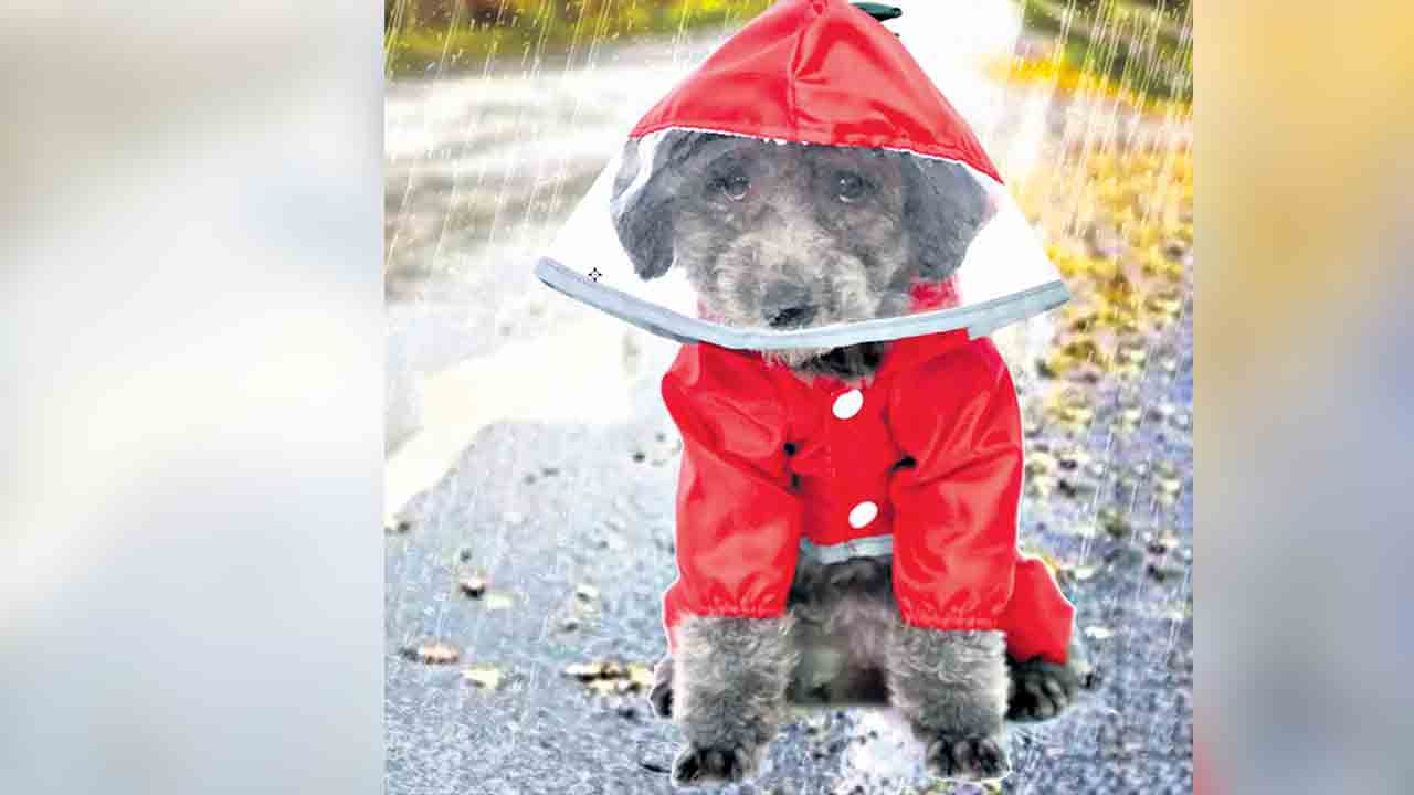 పప్పీ రెయిన్‌ కోట్‌