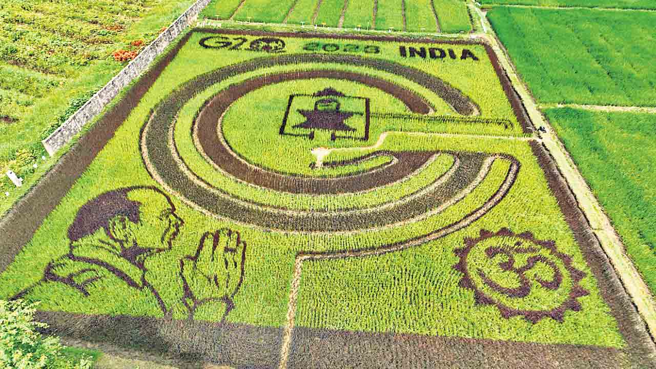 వాహ్‌.. అద్భుత సాగు