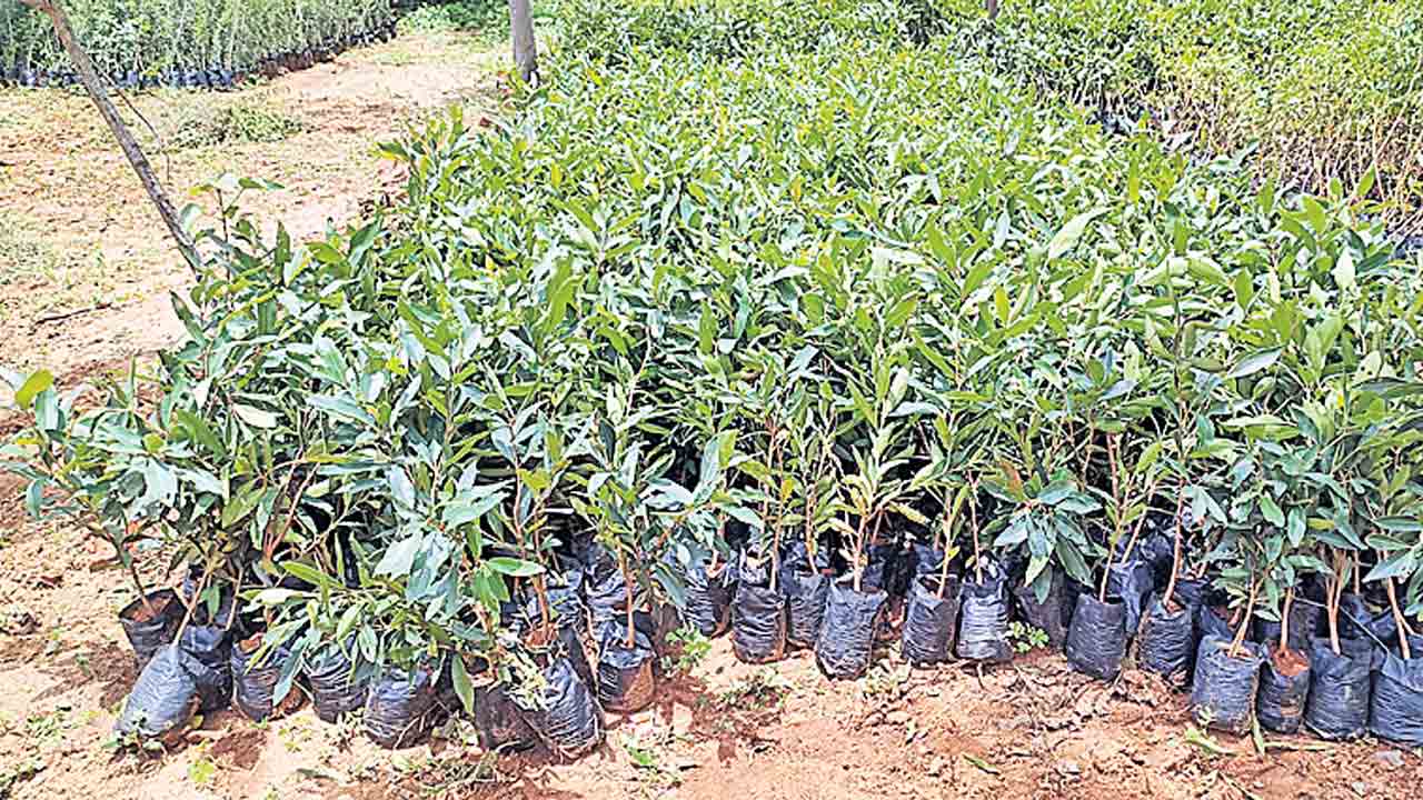 షాద్‌నగర్‌లో హరితహారం షురూ