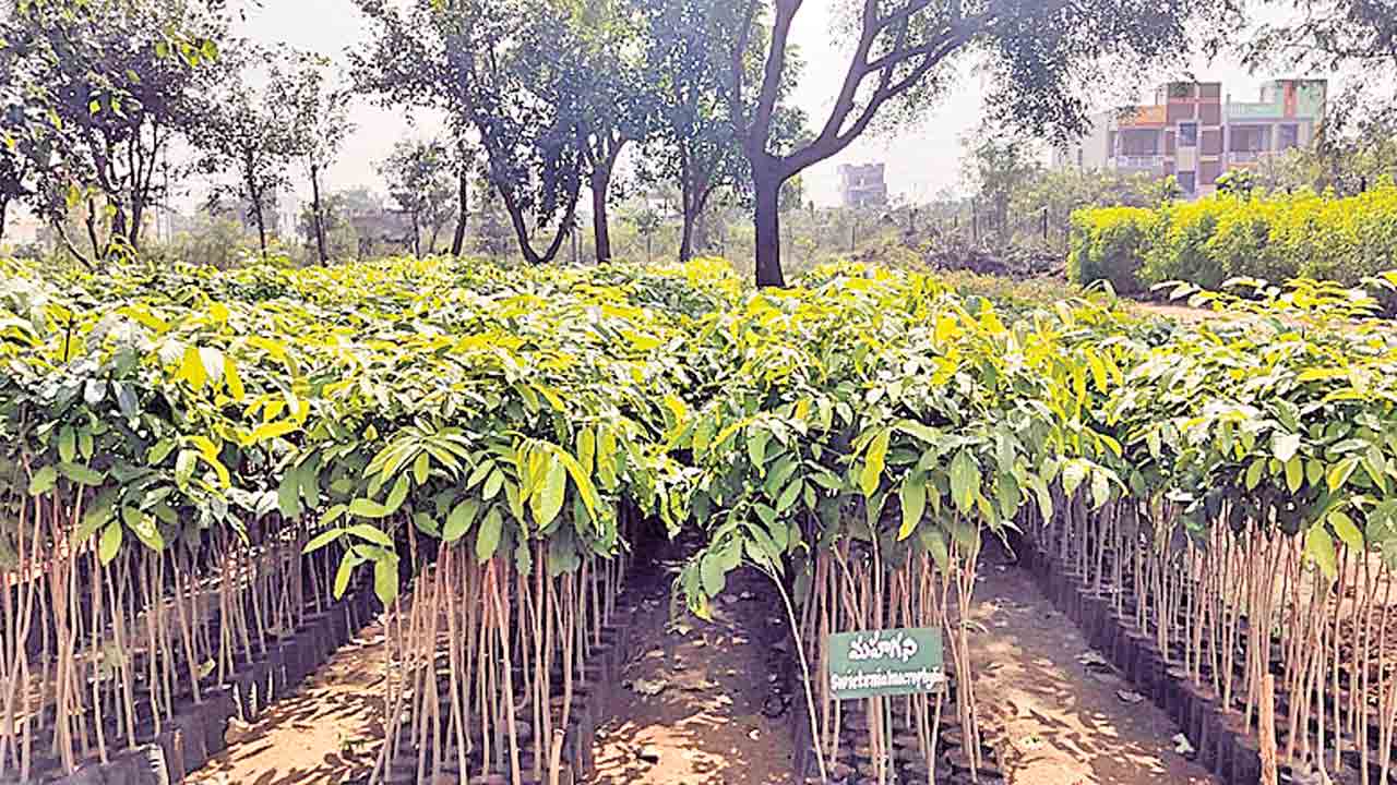 పక్కాగా మొక్కల లెక్క