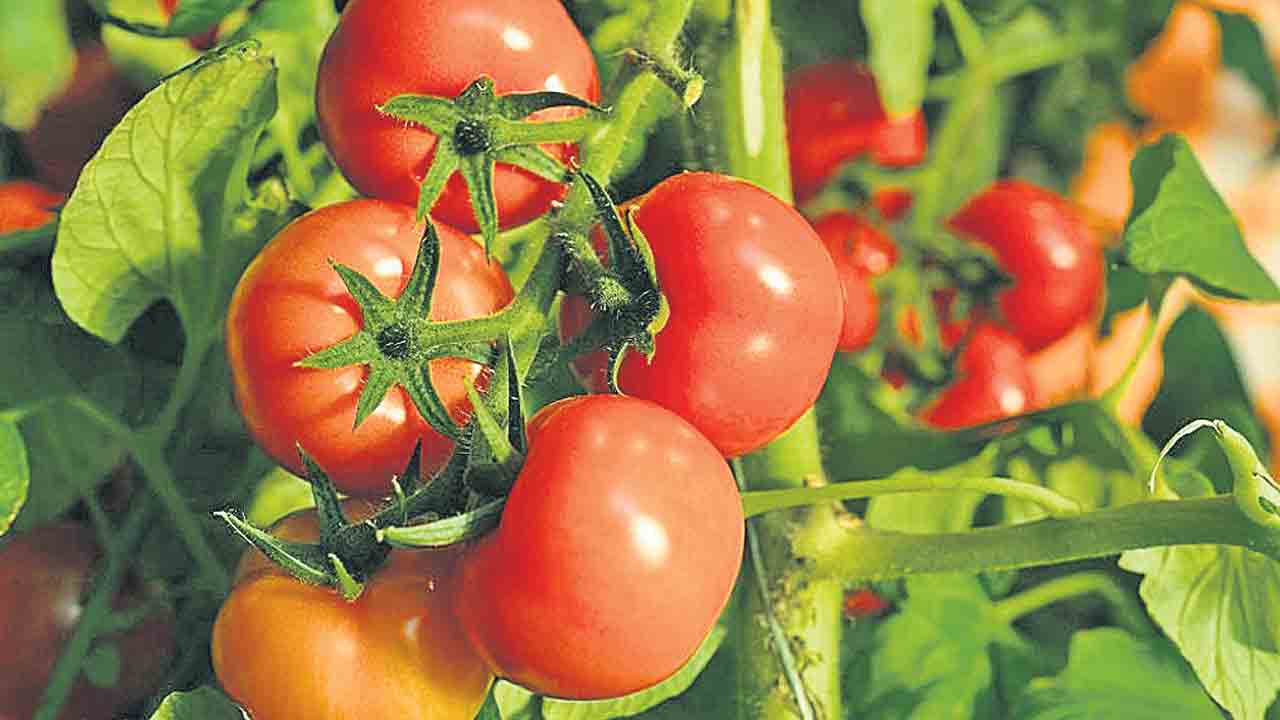 భారత ఆహార భద్రతకు ‘వాతావరణ’ ముప్పు