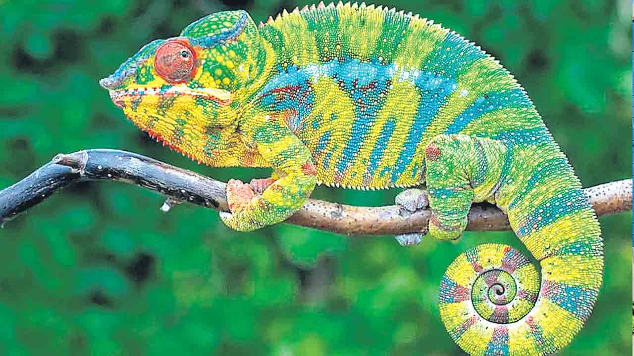 కల్లబొల్లి మాటలు, కపట ప్రేమలు