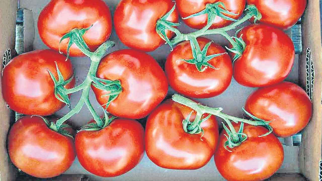 Tomato | ఇకపై ఫ్రిజ్‌లో పెట్టకపోయినా టమాటలు 15 రోజుల దాకా ఫ్రెష్‌గా ఉంటాయట!