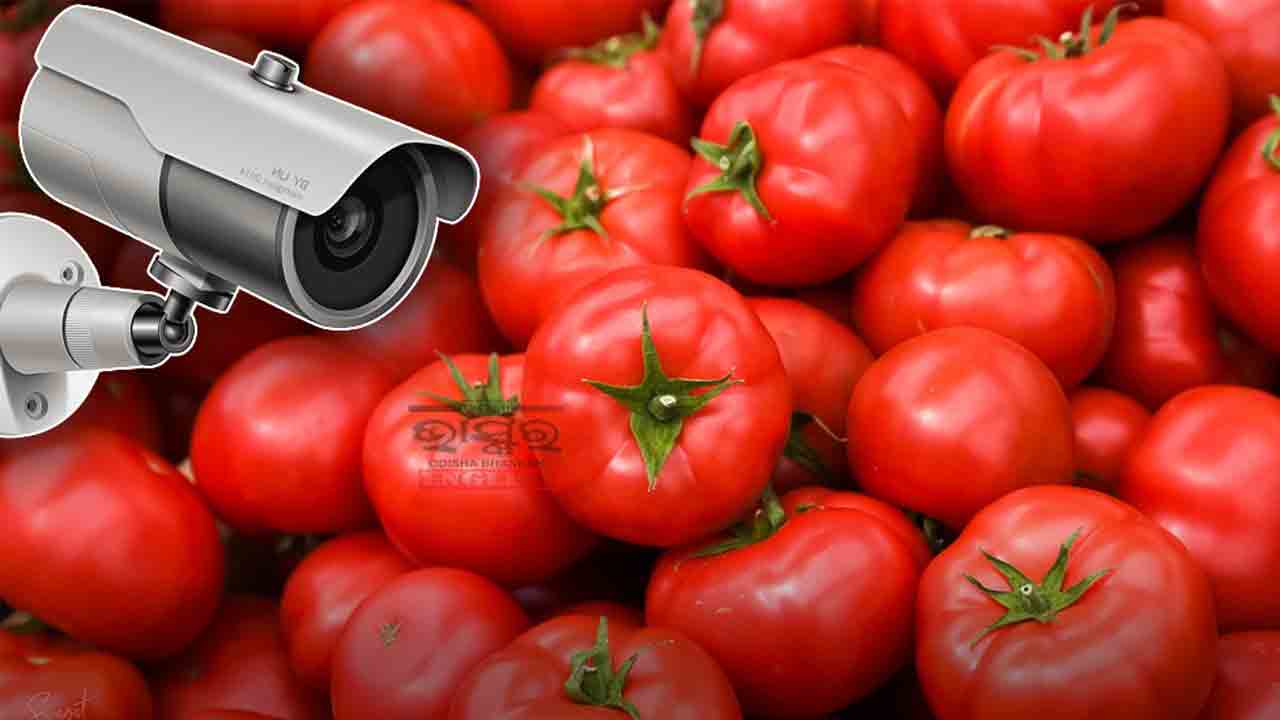 దొంగల బెడదతో టమాటా పంటకు సీసీ కెమెరాలు