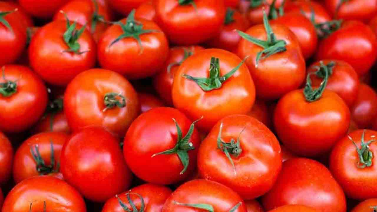 Tomato Price |  రైతులను ఖరీదైన వాహనాలకు యజమానులను చేస్తున్న టమాటా ధరలు