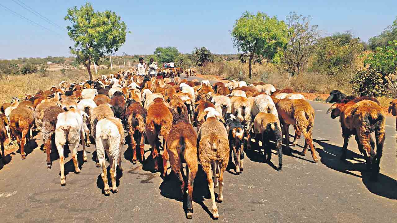 ఇన్ఫెక్షన్లను నియంత్రించి..పశు సంపదను సంరక్షించి