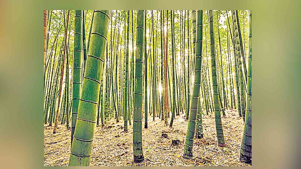 వెదురుసాగుతో లాభాల పంట