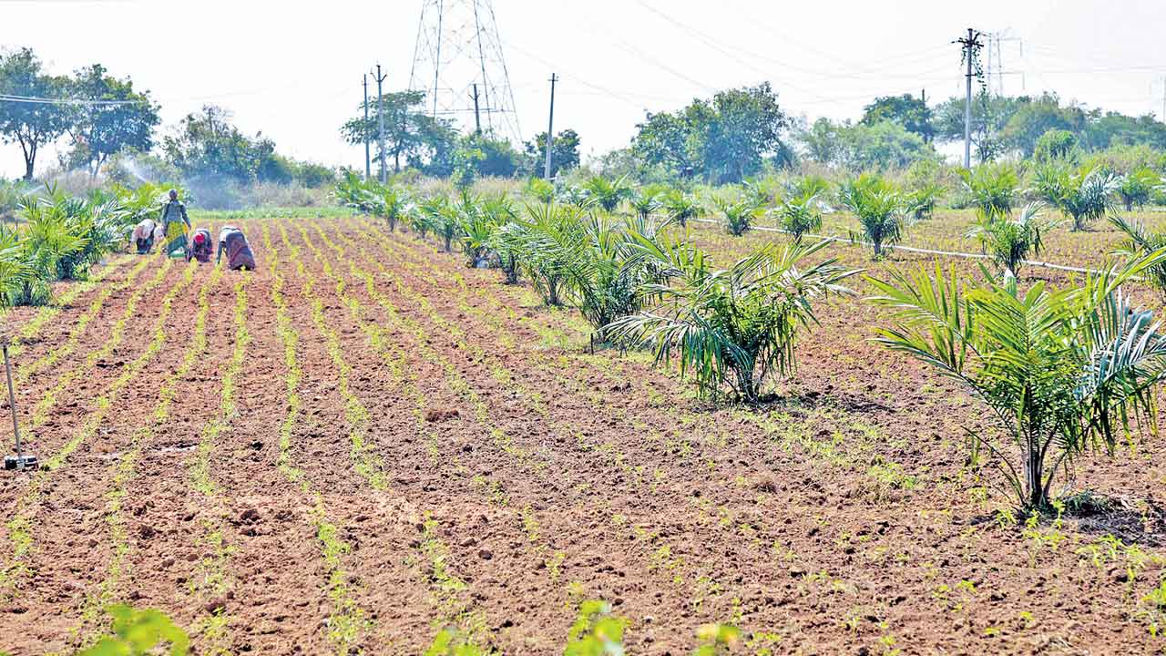 2.30 లక్షల ఎకరాల్లో ఆయిల్‌పామ్‌ సాగు