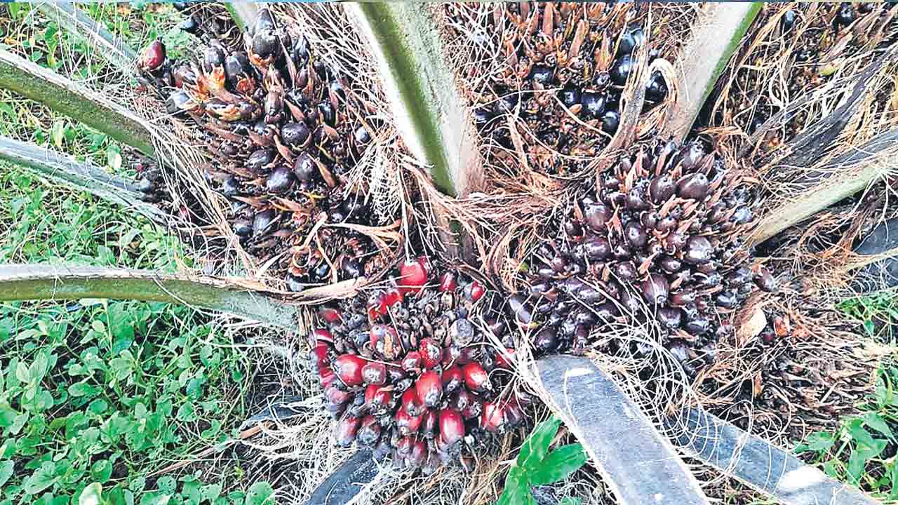 Oil Palm |  ఆయిల్‌పామ్‌ పంట కోతలు షురూ.. ఉత్తర తెలంగాణలో చేతికొస్తున్న తొలిసారి పంట