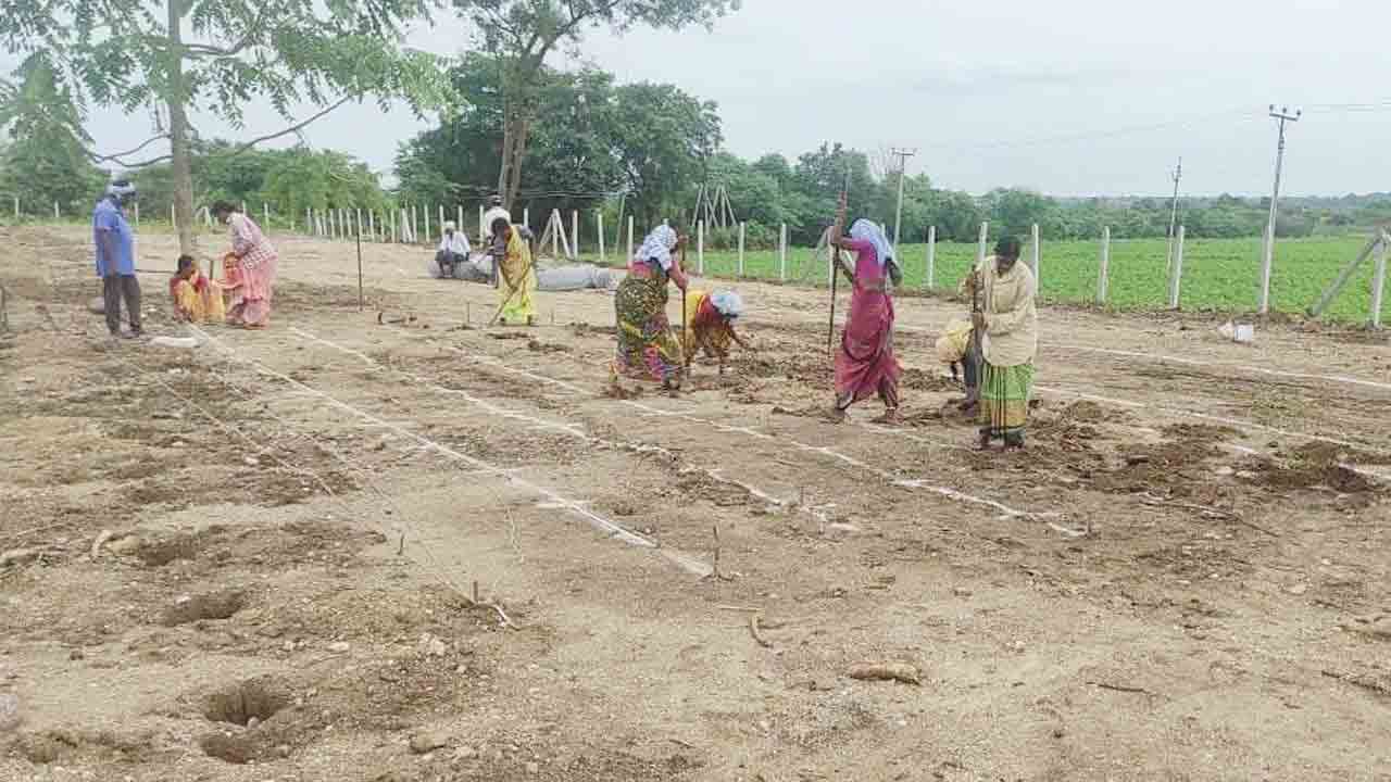 ఒకేరోజు 3.26 లక్షల మొక్కలు