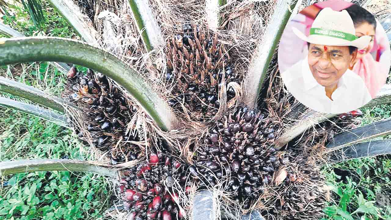 ఆయిల్‌ పామ్‌ అద్భుతం