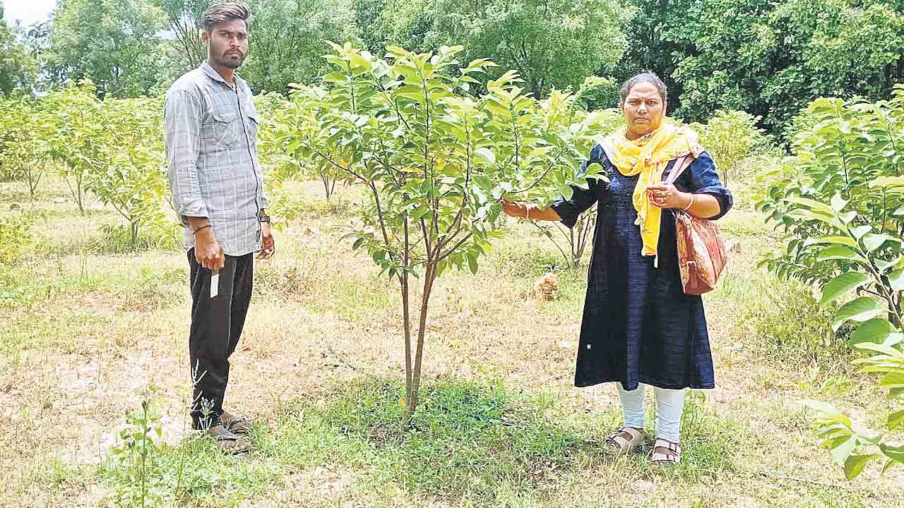 పండ్ల తోటల సాగుతో నికర ఆదాయం