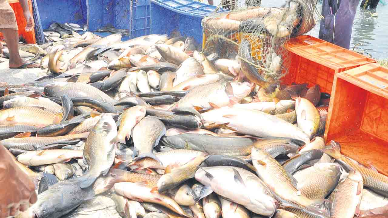 మత్స్యోత్సవం