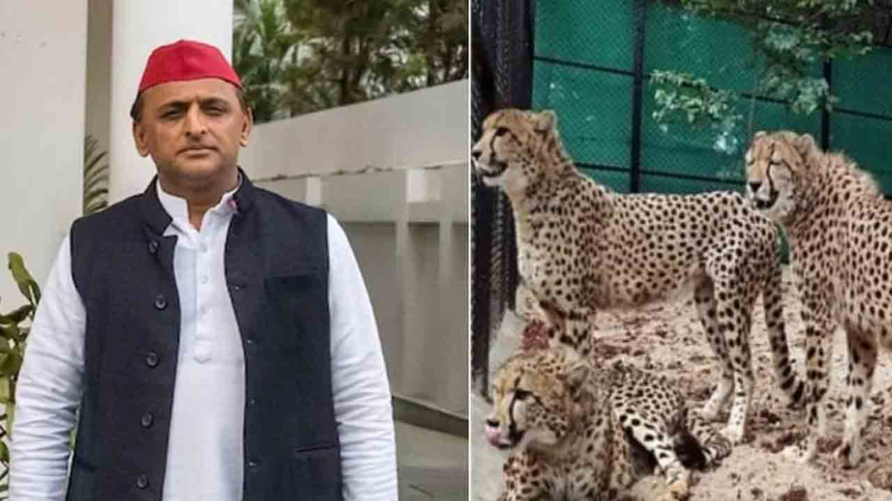 ‘చీతా మరణాలు..దేశ ప్రతిష్ఠను దెబ్బతీశాయి’