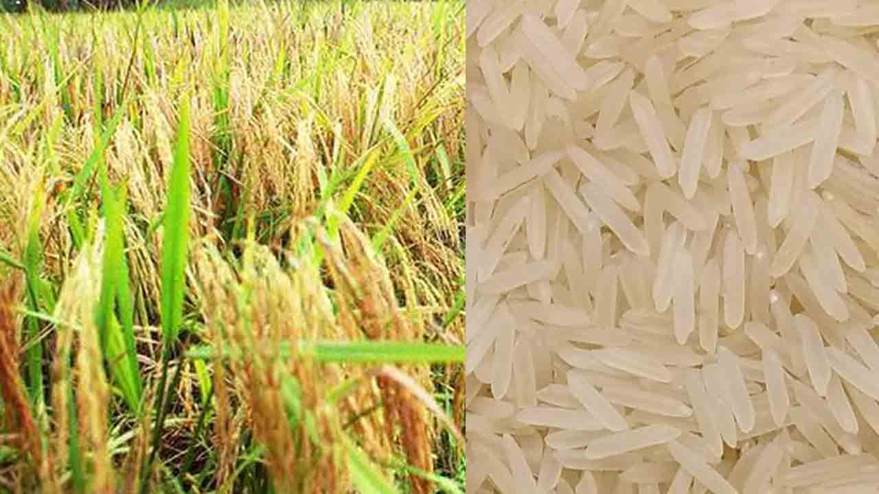 Ban on Basmati Rice | బాస్మతి బియ్యం ఎగుమతిపై నిషేధం.. షరతులు వర్తిస్తాయి.. ?!