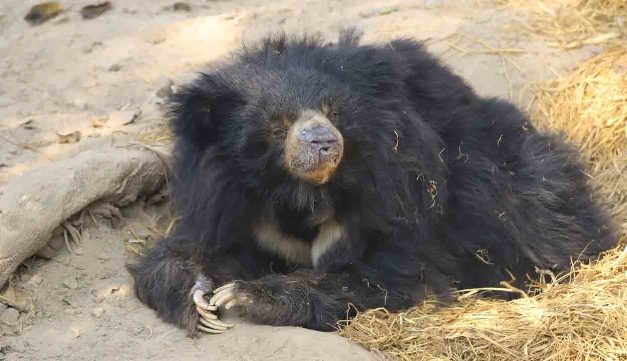 Bear | కరీంనగర్ పట్టణంలో ఎలుగుబంటి హల్చల్