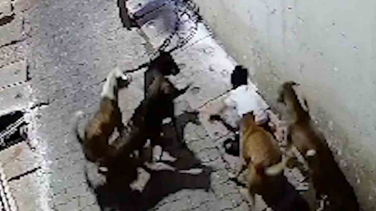 Stray Dogs Attacks Boy | బాలుడిపై వీధి కుక్కలు దాడి.. కాపాడిన స్థానికులు