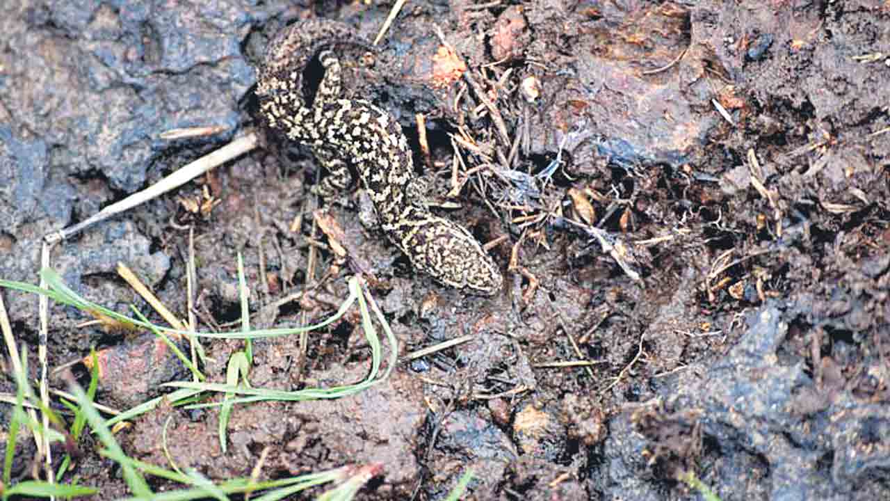 ప్రమాదంలో 32 సరీసృప జాతులు.. సీసీఎంబీ అధ్యయనంలో సంచలన విషయాలు వెల్లడి