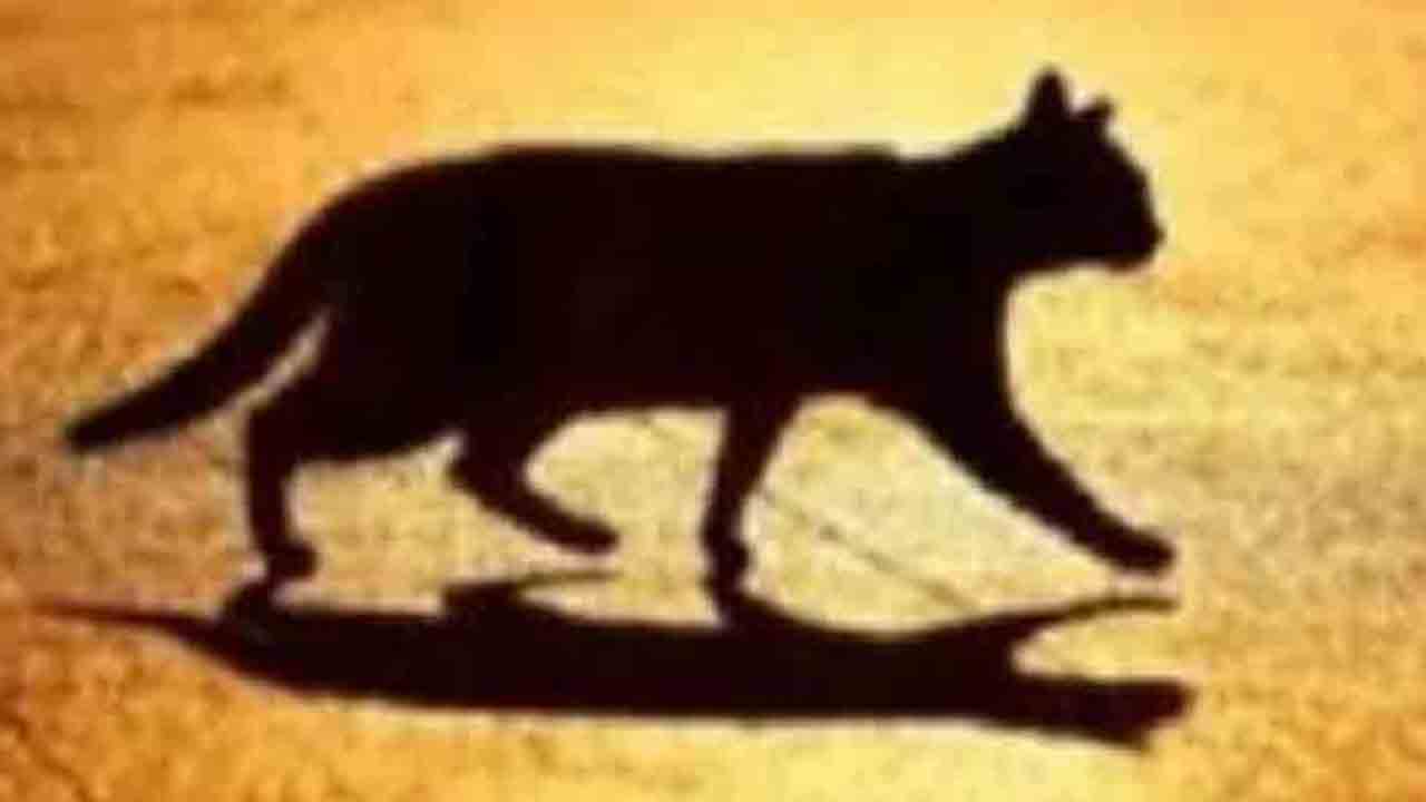 Cat crossing path | పిల్లి ఎదురొచ్చిందని పారిపోకుండా ఆగిన దొంగలు..   అరెస్ట్‌ చేసిన పోలీసులు