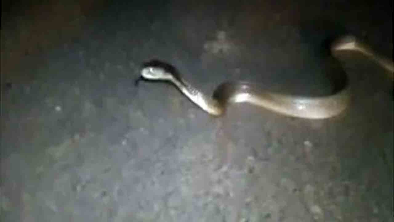 Cobra  | ఏరియా ఆస్పత్రిలో నాగుపాము కలకలం.. భయాందోళనలో రోగులు