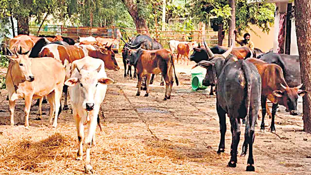 Warangal | పిడుగు పడి మృతి చెందిన ఆవులకు పోస్టుమార్టం
