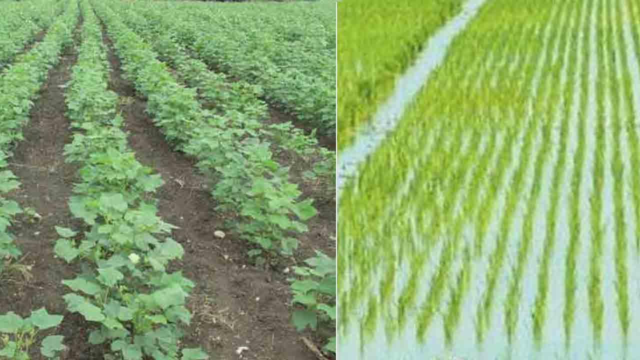 Telangana |  జోరుగా పంటల సాగు.. కోటి ఎకరాలకు చేరువైన సాగు విస్తీర్ణం