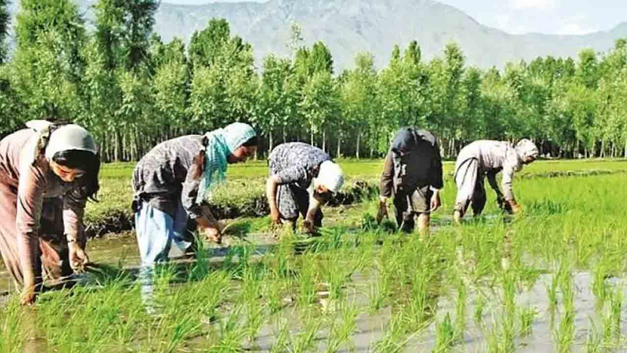 వాన సాగు మస్తు