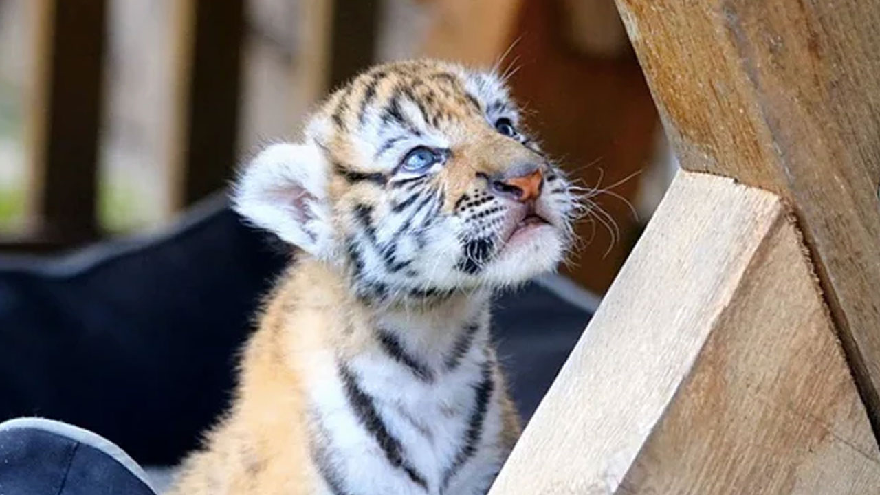 Madhya Pradesh | మధ్యప్రదేశ్‌ టైగర్‌ రిజర్వ్‌లో మరో పులి మృతి..