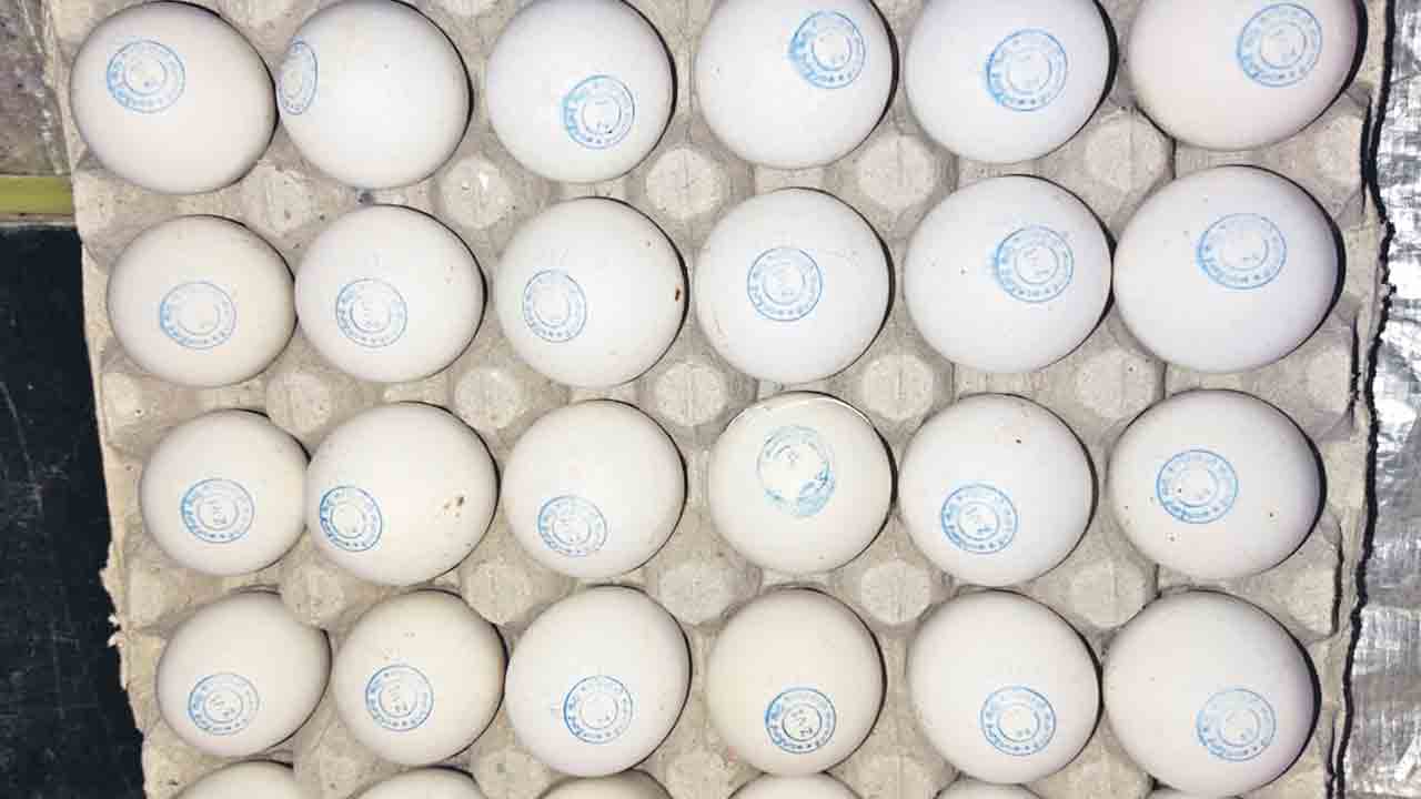 పారదర్శక ముద్ర