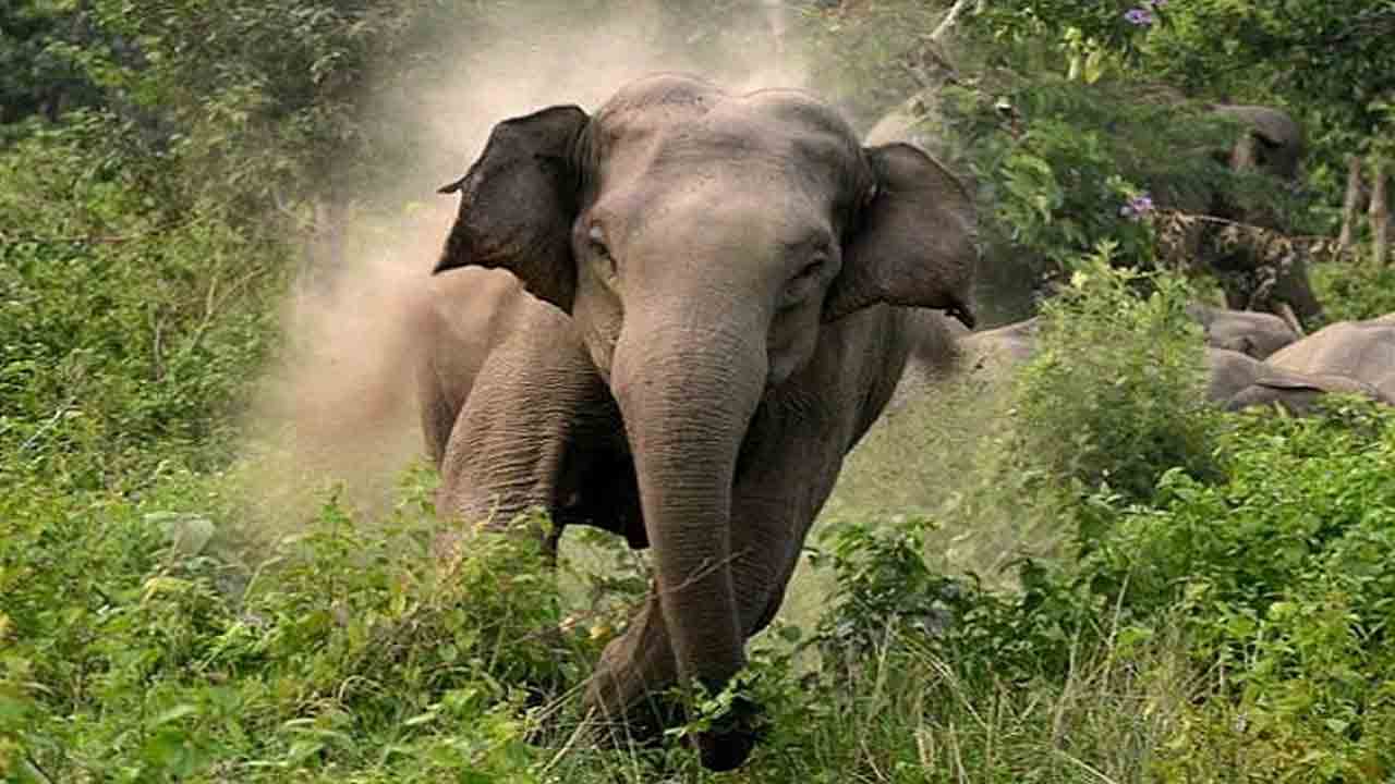 Tragedy | విషాదం.. ఏనుగు దాడిలో దంపతులు మృతి