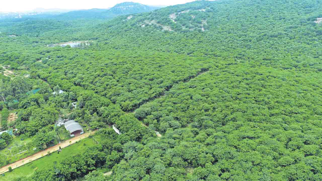 Haritha Haram | హరితహారంతో రాష్ట్రమంతా పరుచుకున్న పచ్చదనం..