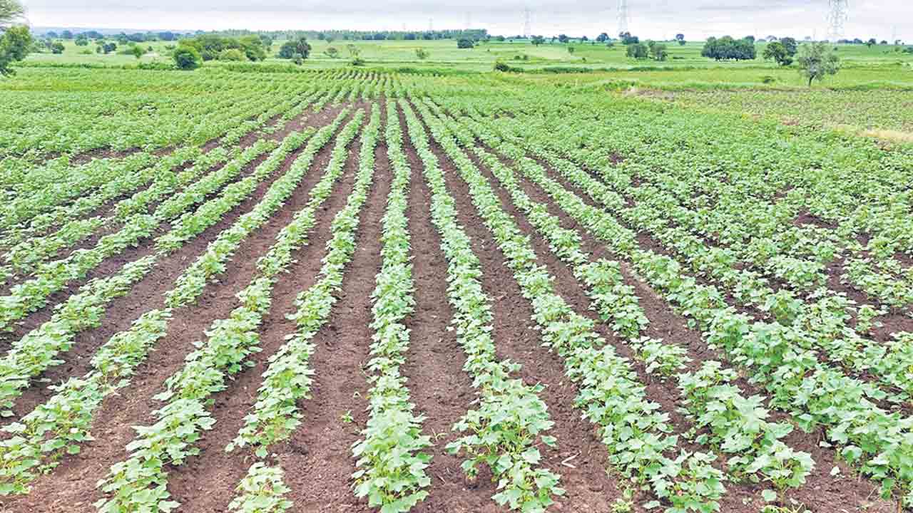 పత్తివైపే మొగ్గు