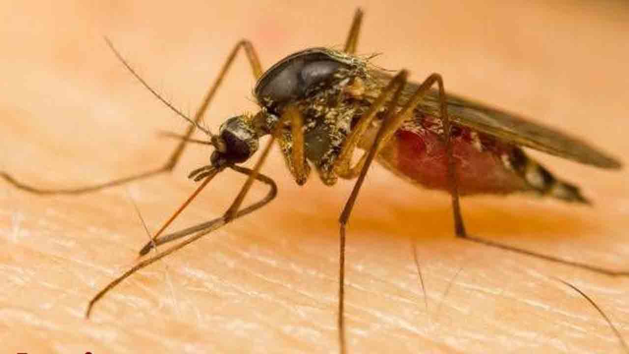 వానకాలం… దోమల కాలం