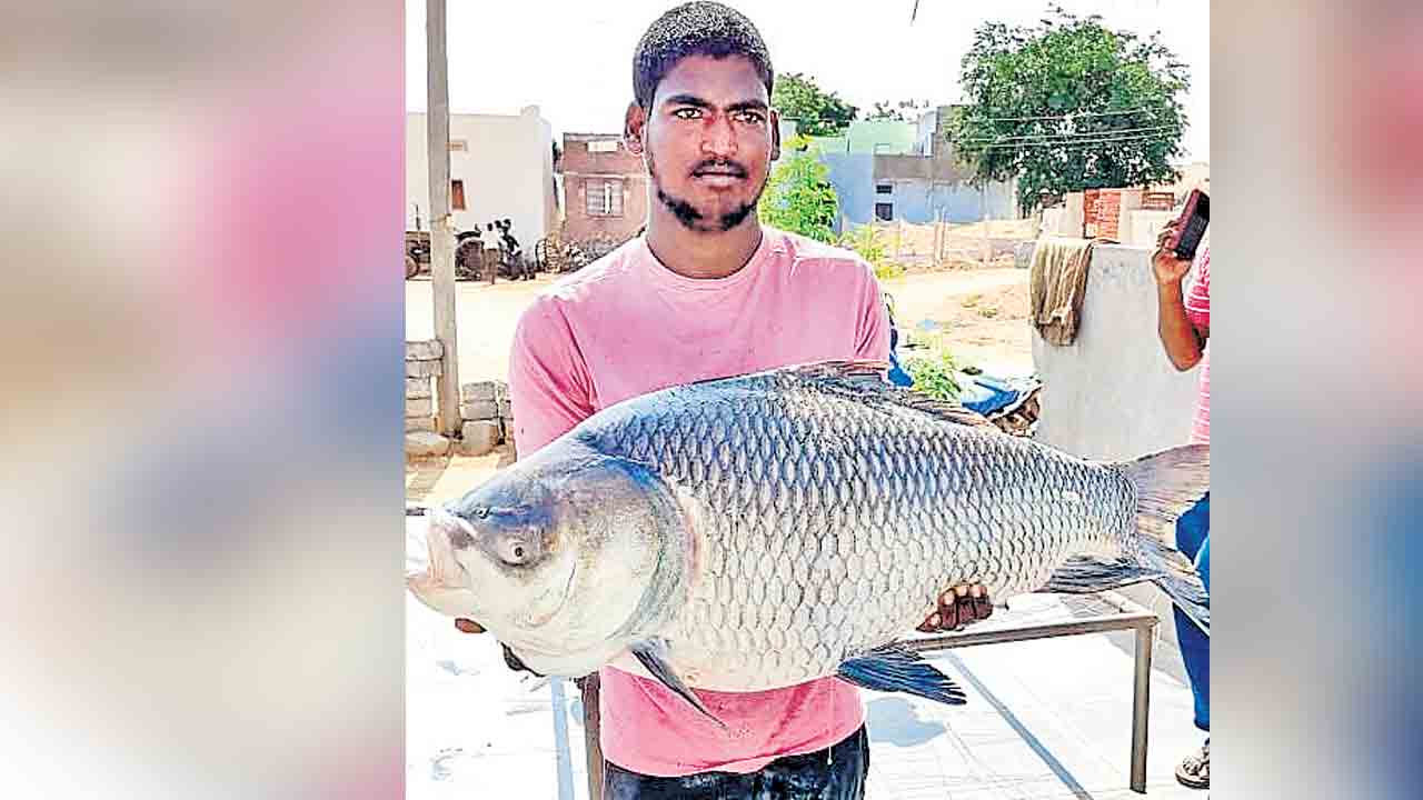 కృష్ణా నదిలో భారీ మీనం