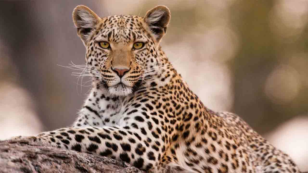 Leopard | తిరుమలలో మరో చిరుత కలకలం.. అలిపిరి నడక మార్గం పరిసరాల్లో మరో 5 చిరుతల సంచారం