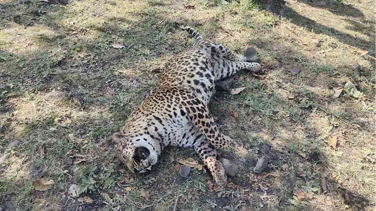 Leopard | శ్రీ సత్యసాయి జిల్లాలో కలకలం..గంటల వ్యవధిలో మరో చిరుత మృతదేహం లభ్యం