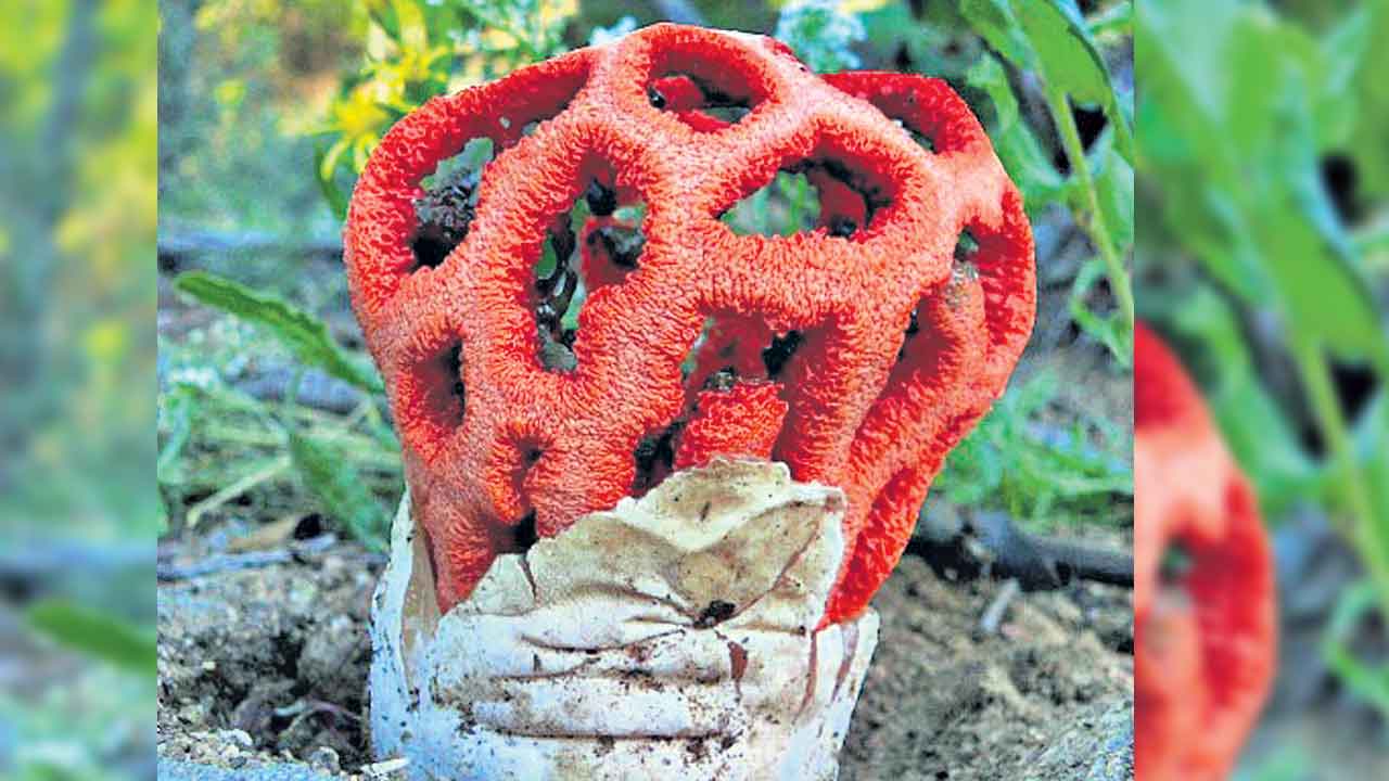 పంజరం పుట్టగొడుగు