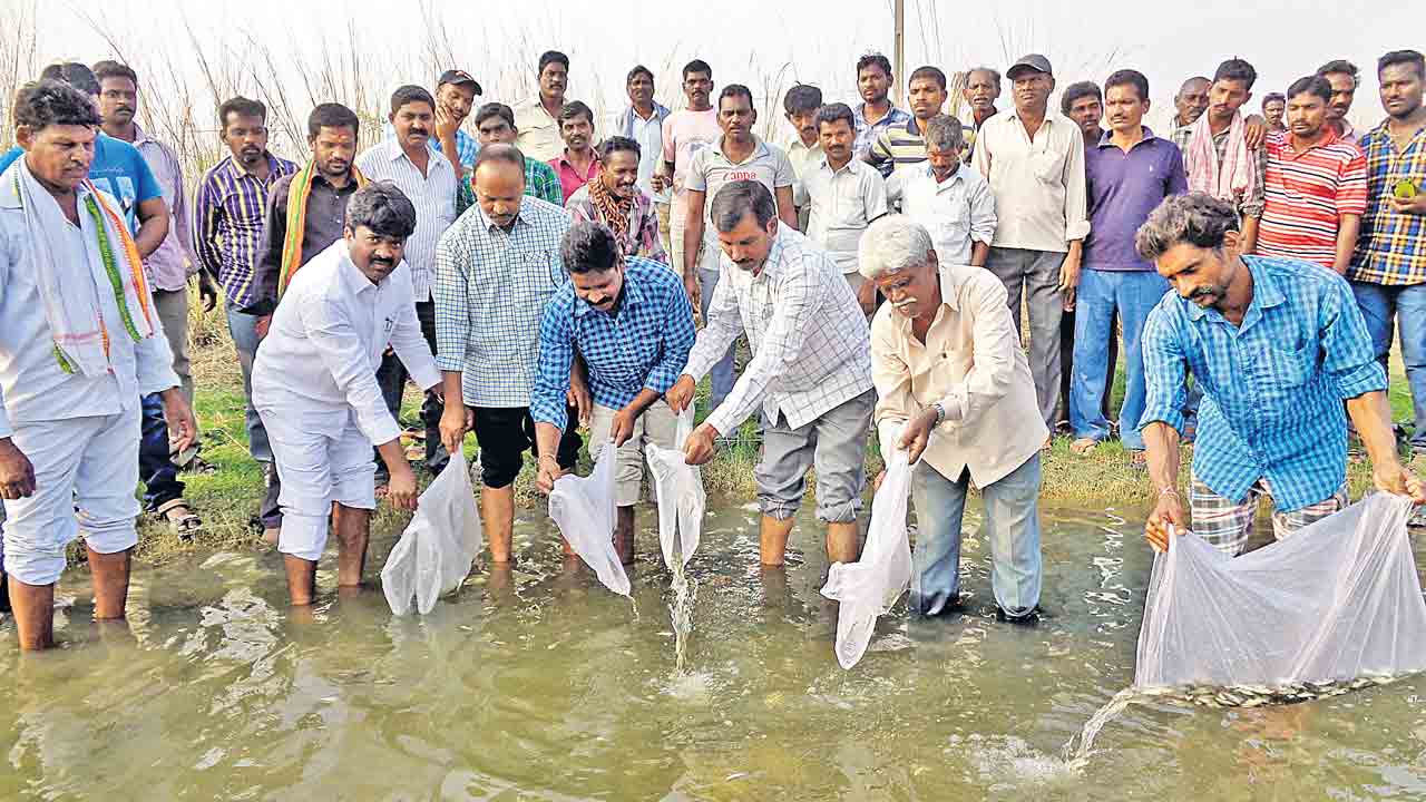 నేటినుంచి చేప పిల్లల పంపిణీ